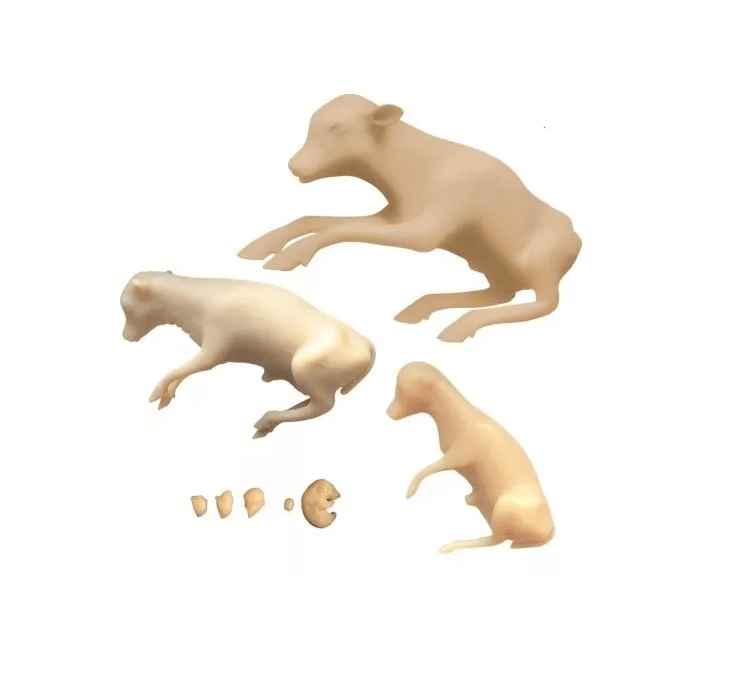 Rinderfötus Entwicklungsset, 8 Modelle - Erler - Zimmer